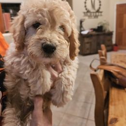 Archie - Cream male Goldendoodle puppy in Tucson, Arizona from Ever After Doodles Arizona