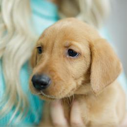 Murphy - Yellow male Labrador Retriever puppy in Allons, Tennessee from UC Labradors LLC