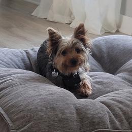 Yorkshire Terriers from Jeanie Broyles