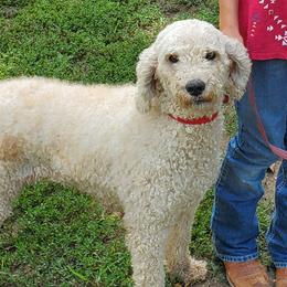 Winnie - Poodle