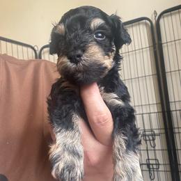 Boy 1 - Black male Miniature Schnauzer puppy in Lehigh Acres, Florida from Regency Schnauzer