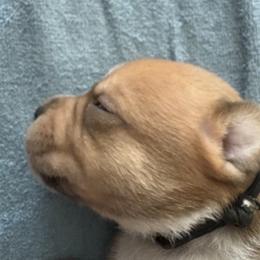 Staffordshire Bull Terrier Puppies from Tier 1 Staffordshire Bull Terriers