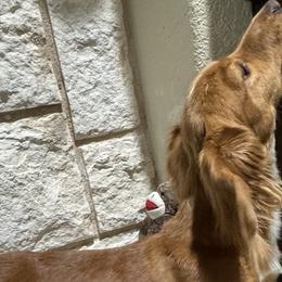 Dachshunds from 5T dachshunds