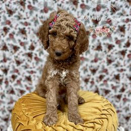 Goldendoodle Puppies from All My Doodles