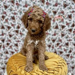 Goldendoodle Puppies from All My Doodles