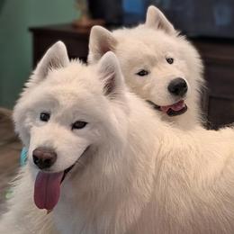 Samoyed puppies from Artic Odyssey Samoyeds