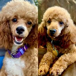 Poodle puppies from Loblolly Ranch