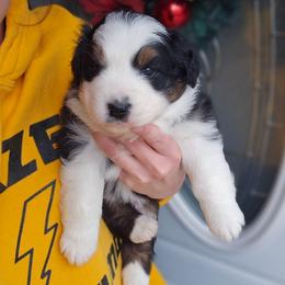 Ham - Black tri-color male Australian Shepherd puppy in Fort Wayne, Indiana from Grand Ridge Australian Shepherds