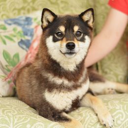 Cho - Shiba Inu