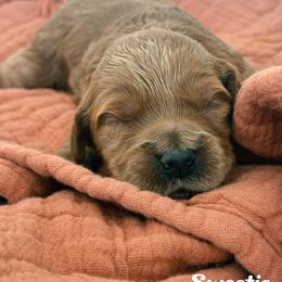 Sweetie - Red  female Goldendoodle puppy in Temecula, California from Country Hills Doodles
