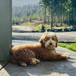 Australian Labradoodle All Grown Up from Kindred Hollow Labradoodles