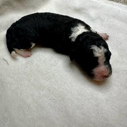 Black and white - Black and white male Bernedoodle puppy in Holt, Missouri from Mindys Doodles