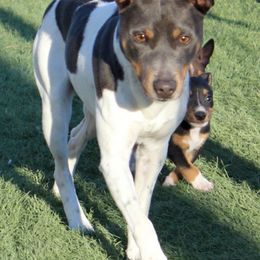Levi - Rat Terrier