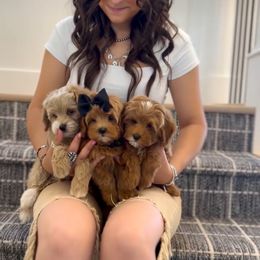 Cavapoo puppies from Pawsitively Perfect Pup Co.
