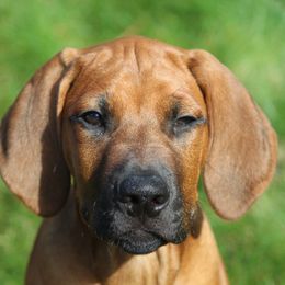 Rhodesian Ridgeback Puppies from Supernova Ridgebacks