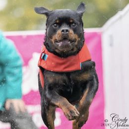 Phantom - Rottweiler