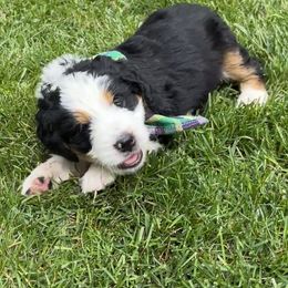 Nugget - Tri-color male Bernedoodle puppy in Erie, Colorado from Hampton Bernese Mountain Dogs
