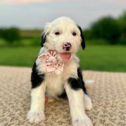 Lamb Chop - Black and white female Sheepadoodle puppy in Adams, Nebraska from Boxcar Doodles and Poodles