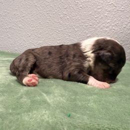 Uncle Fester - Blue merle male Aussiedoodle puppy in Moreno Valley, California from Rainbow SoCal Doodles
