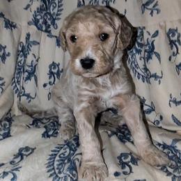 Draco - White male Sheepadoodle puppy in Austin, Texas from Darling Doodles