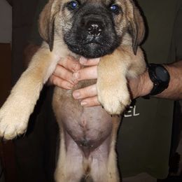 Gold boy - Fawn Mastiff puppy in Dowagiac, Michigan from Flanders Kennels LLC