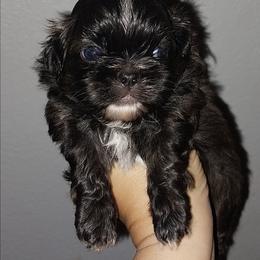 Dick - Chocolate male Shih Tzu puppy in Arcadia, Florida from Kitsune Cuddles and kisses