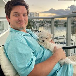 Maltese, Morkie, and Yorkshire Terrier Puppies from Cottonwood Maltese & Yorkies