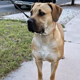 Boerboels from On The Peak Boerboel