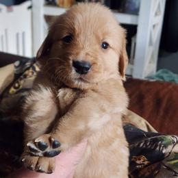 Green collar - Dark golden male Golden Retriever puppy in Boulder, Montana from Sharee's Golden Retrievers