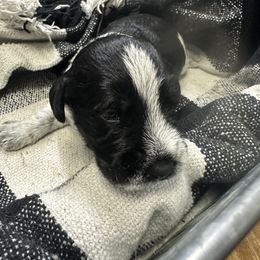Miniature Schnauzer Puppies from Stevens Mini Schnauzers