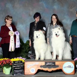 Samoyed Puppies from Velvet Sky