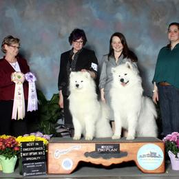 Samoyed Puppies from Velvet Sky