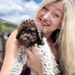Lagotto Romagnolo Puppies from Anna’s Lagottos