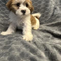 Red collar - Liver and white male Shorkie puppy in Staten Island, New York from Sensational Shorkies