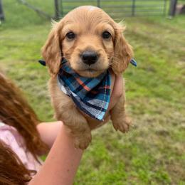 Buck (AKC - Red male Dachshund puppy in Mansfield, Missouri from Owens Farm