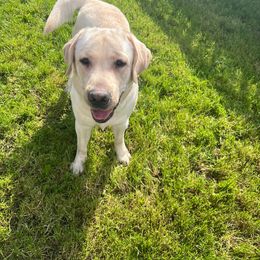Pancake red male - Yellow Labrador Retriever puppy in Eugene, Oregon from LakeHouse Labrador Retriever LLC