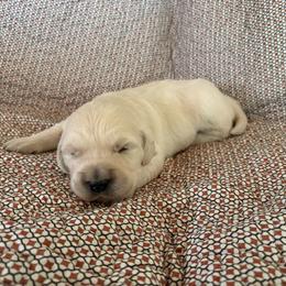 Gray collar - Light golden male Golden Retriever puppy in Barbourville, Kentucky from Home Sweet Home English Goldens