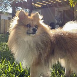 Lil Bear - Pomeranian