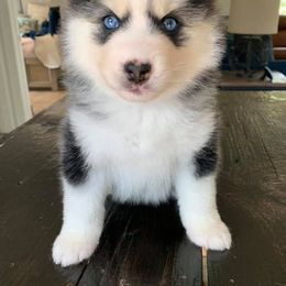 Pomsky Puppies from Smart Pomskies
