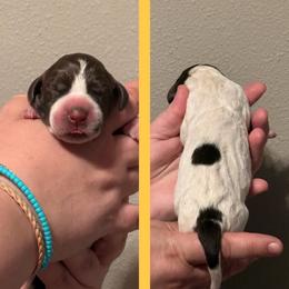 Focaccia (yellow) - Liver roan female German Shorthaired Pointer puppy in Marshfield, Missouri from Suma Kennels