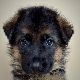 Stella - Black and tan female German Shepherd puppy in Grand Junction, Colorado from Sonnenfeld Shepherds