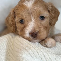 Tootsie - Red  female Goldendoodle puppy in Boise, Idaho from Goldendoodle Baby