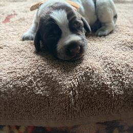 Girl 10 - Liver and white female German Wirehaired Pointer puppy in Thomasville, North Carolina from Cypress Ridge GWP