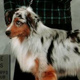 Miniature American Shepherds from Irresistible Angels