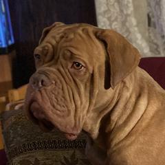 Hooch - Dogue de Bordeaux