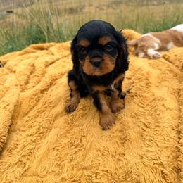 Barkley - Black and tan male Cavalier King Charles Spaniel puppy in Malad, Idaho from Sunny Hill Puppies