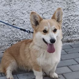 Grace - Pembroke Welsh Corgi