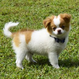 Buggy - Fawn and white male Chihuahua puppy in Gloucester, Virginia from Charlotte's Web of Chihuahuas