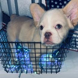 EMILY - White and black female French Bulldog puppy in Miami, Oklahoma from Destiny Jones