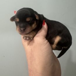 Aspen - Black and tan Yorkipoo puppy in Independence, Kentucky from 4paws4ever by Design